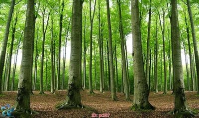 Mua file gốc File gốc phong cảnh PC587 (chất lượng) tại Filetranh.com