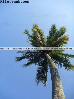 File gốc phien ban doc cua phong canh cay co dua 116 (phiên bản chuẩn) để in ấn