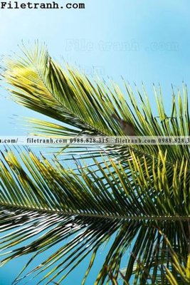 Mua file gốc phien ban doc cua phong canh cay co dua 133 (chất lượng) tại Filetranh.com