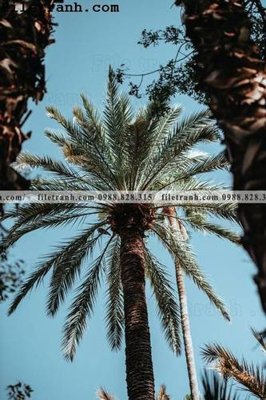 Tải file gốc phien ban doc cua phong canh cay co dua 138 (in tráng gương) siêu đẹpFile tranh gốc phien ban doc cua phong canh cay co dua 138 chất lượng cao