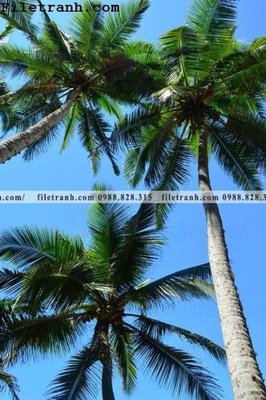 File tranh phien ban doc cua phong canh cay co dua 141 (bản gốc) treo phòng ăn