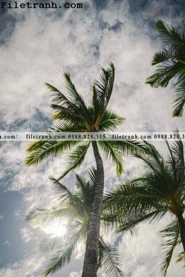 File gốc in ấn phien ban doc cua phong canh cay co dua 147 chất lượng vượt trội