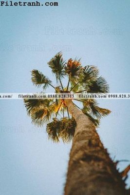 File gốc phien ban doc cua phong canh cay co dua 151 (in mica) cắt laser