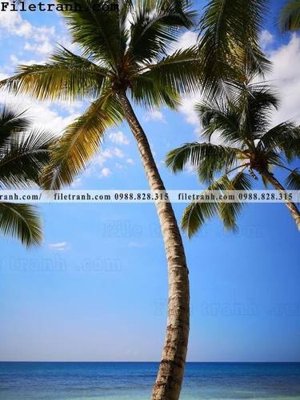 Hình ảnh gốc phien ban doc cua phong canh cay co dua 153 (để in khổ lớn)