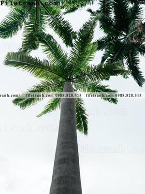 Tải file gốc phien ban doc cua phong canh cay co dua 165 (in tráng gương) siêu đẹpFile tranh gốc phien ban doc cua phong canh cay co dua 165 chất lượng cao