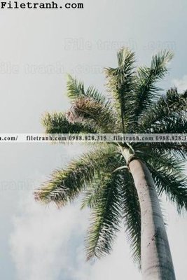 Tải file phien ban doc cua phong canh cay co dua 168 (gốc) làm tranh trang trí