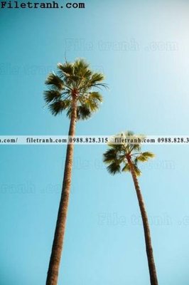 File tranh phien ban doc cua phong canh cay co dua 174 (ảnh gốc) in trần 3D