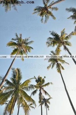 File gốc phien ban doc cua phong canh cay co dua 175 (cho in ấn) độc quyền