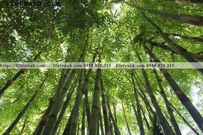 File gốc phong canh cay rung ngang 106 (dành cho quảng cáo)