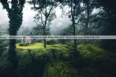 File PSD phong canh cay rung ngang 118 (bản gốc) đã tách nền