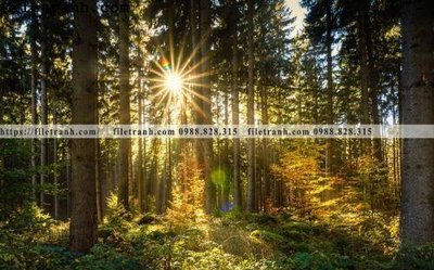 Chi tiết file gốc phong canh cay rung ngang 141 (cho in tráng gương)