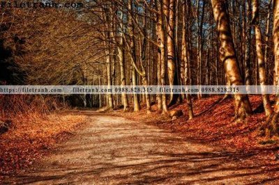 Ảnh gốc phong canh cay rung ngang 142 (nét căng) in mica