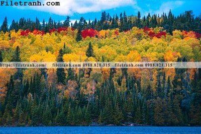 File gốc phong canh cay rung ngang 156 (dành cho trang trí nội thất)