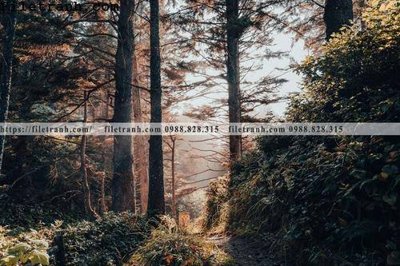 Tải file phong canh cay rung ngang 163 (ảnh gốc) độ phân giải 300dpi