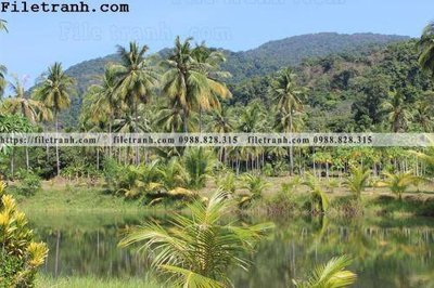 File PSD phong canh cay rung ngang 187 (bản gốc) chất lượng nhất