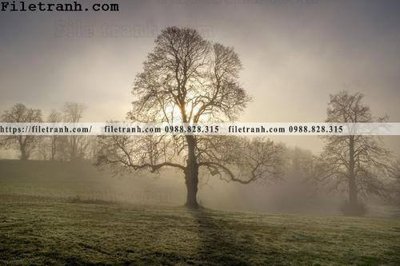 File gốc phong canh cay rung ngang 201 (PSD/TIFF) độ phân giải cao