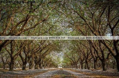 Chi tiết file tranh tráng gương phong canh cay rung ngang 207 (ảnh gốc)