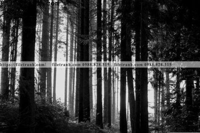 Chi tiết file tranh tráng gương phong canh cay rung ngang 214 (ảnh gốc)