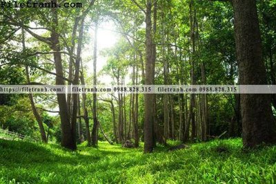 Ảnh gốc phong canh cay rung ngang 222 (nét căng) in mica