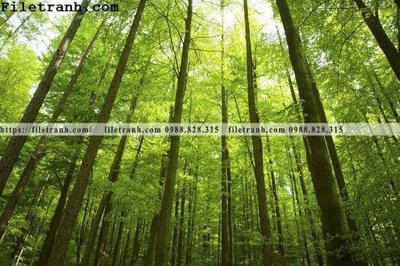 File in mica phong canh cay rung ngang 231 (bản gốc) siêu trong