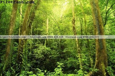 Download file phong canh cay rung ngang 249 (gốc) in mica bàn thờ