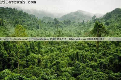 Tải file phong canh cay rung ngang 251 (gốc) làm tranh trang trí