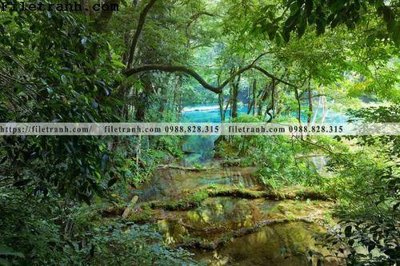 Tải về file gốc phong canh cay rung ngang 252 (chuẩn in ấn)