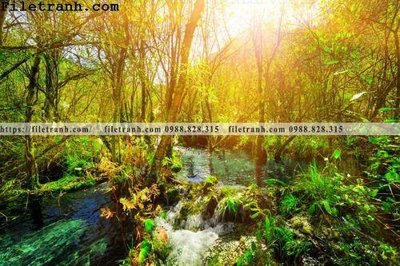 Ảnh gốc phong canh cay rung ngang 257 (siêu chi tiết) để in ấn