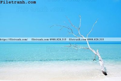 Tệp tin gốc phong canh dai duong 171 (chất lượng cao) phong canh dai duong 171