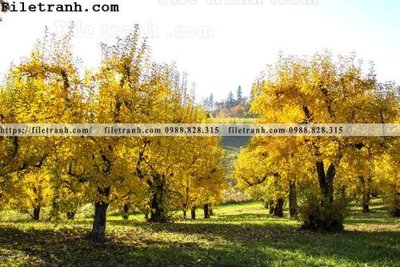 File in lụa phong canh dep 199 (hoa văn) phong canh dep 199