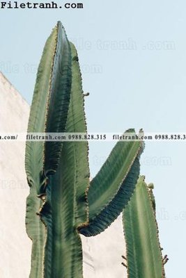 Ảnh gốc phong canh phong cach Bac Au tuoi moi 127 (nét căng) in mica