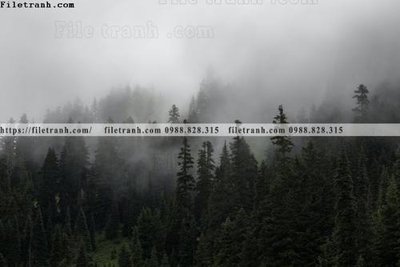 File gốc phong canh rung cay mua thu 513 (ảnh rõ nét) để in