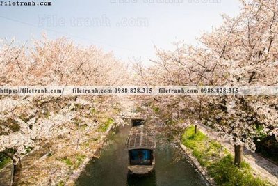 File tranh phong canh rung cay mua thu 528 (ảnh gốc) in trần xuyên sáng