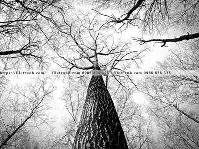 File tranh in mica phong canh rung cay mua thu 533 (độ phân giải cao)
