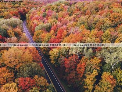 Tải file phong canh rung cay mua thu 559 (gốc) làm file tranh quảng cáo