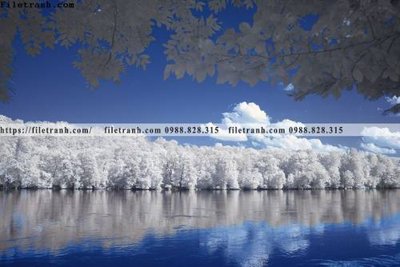 Ảnh gốc phong canh rung cay mua thu 574 (độ nét cao) in mica