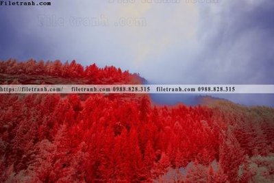 File tranh phong canh rung cay mua thu 575 (bản gốc) in lụa 5D