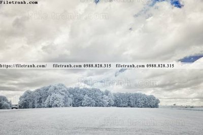 Ảnh gốc phong canh rung cay mua thu 581 (độ nét cao) in mica