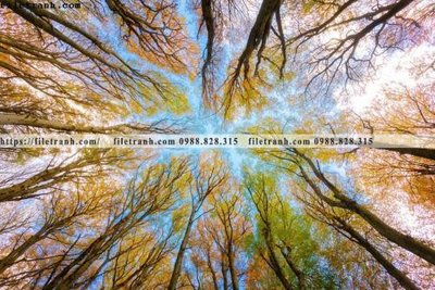 File gốc phong canh rung cay mua thu 591 (in mica) làm bảng hiệu