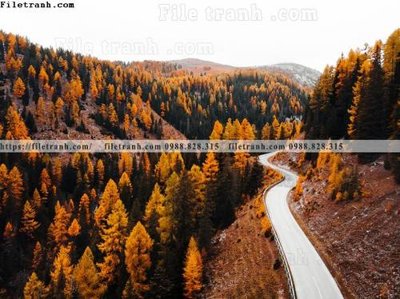 File PSD phong canh rung cay mua thu 595 (bản gốc) chất lượng nhất