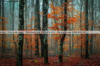 Cung cấp file tranh gốc phong canh rung cay mua thu 614 độc quyền