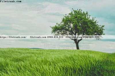 Tải file tranh phong canh rung cay mua thu 620 (ảnh gốc) ngay