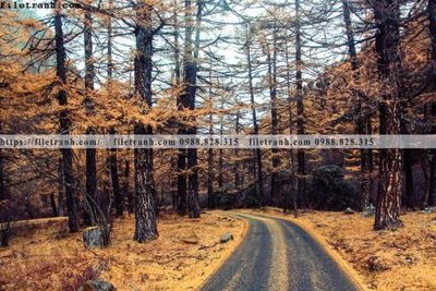 Tải về file gốc phong canh rung cay mua thu 632 (chuẩn in ấn)