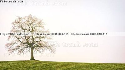 File PSD phong canh rung nui bien 536 (nguyên bản) cho thiết kế