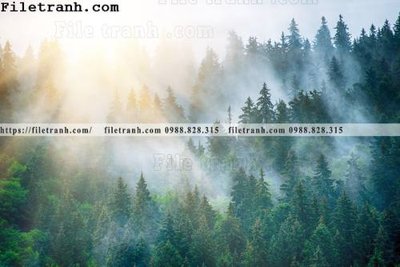 Mua file gốc phong canh rung suong mu 109 (PSD) tại Filetranh.com