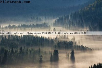 File ảnh phong canh rung suong mu 141 (gốc) in Hiflex