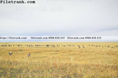 File in ấn phong canh thao nguyen Mong Co 129 (bản gốc) từ file gốc