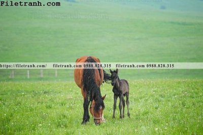 File gốc phong canh thao nguyen Mong Co 179 (ảnh chi tiết) để in lụa