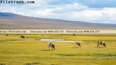 File gốc phong canh thao nguyen Mong Co 208 (chuẩn màu) cho in offset