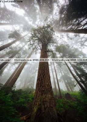 Download file tran don 1 tam phong canh 142 (gốc) in mica đèn LED